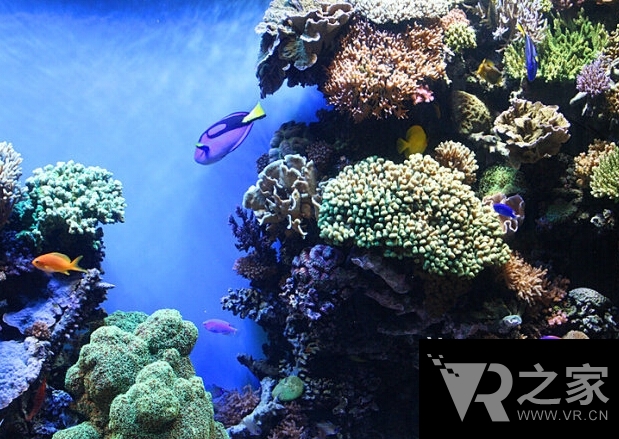 神秘感十足 去海帶森林水族館潛水探索