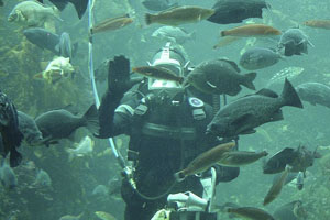 神秘感十足 去海帶森林水族館潛水探索