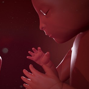 胎兒發(fā)展演示（fetal development explorer）