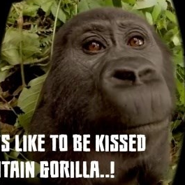 真實猩猩VR（Virtual Gorilla ）