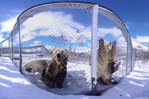 全景 極地動物園的吻