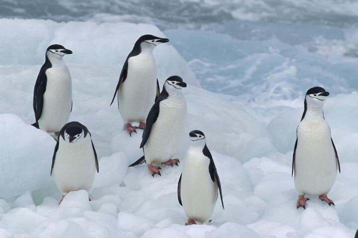 萌翻眾人 企鵝在南極