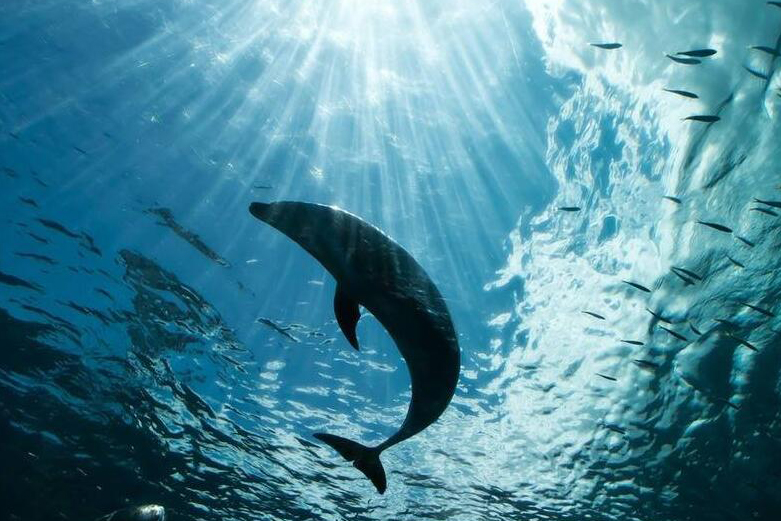 潛水與野生海豚共舞